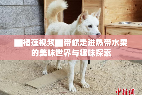 ▇榴莲视频▇带你走进热带水果的美味世界与趣味探索