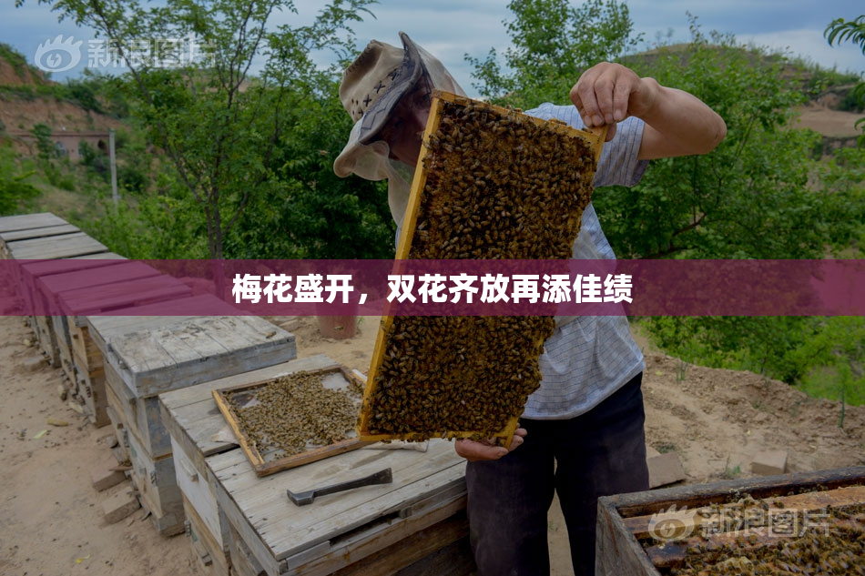 梅花盛开，双花齐放再添佳绩