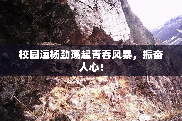 校园运杨劲荡起青春风暴，振奋人心！