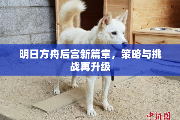 明日方舟后宫新篇章，策略与挑战再升级