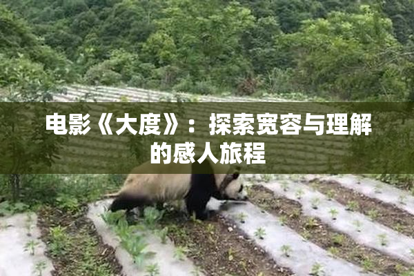 电影《大度》：探索宽容与理解的感人旅程