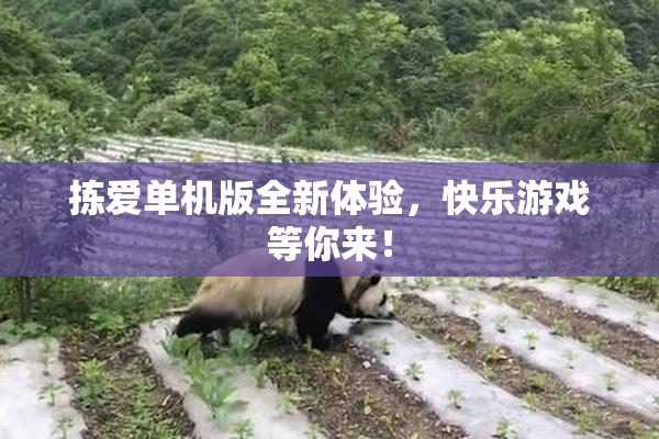 拣爱单机版全新体验，快乐游戏等你来！