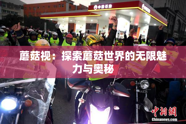 蘑菇视：探索蘑菇世界的无限魅力与奥秘