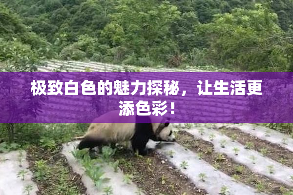 极致白色的魅力探秘，让生活更添色彩！