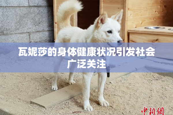 瓦妮莎的身体健康状况引发社会广泛关注