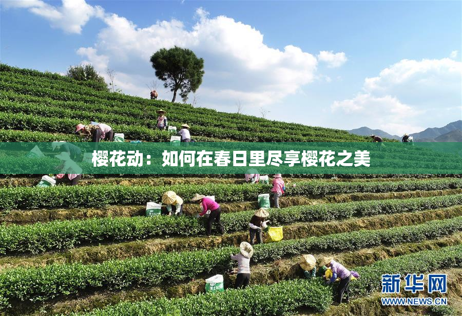 樱花动：如何在春日里尽享樱花之美