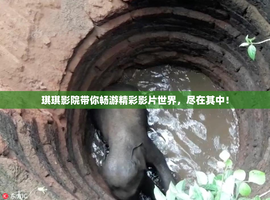 琪琪影院带你畅游精彩影片世界，尽在其中！