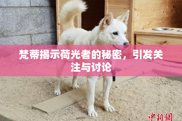梵蒂揭示荷光者的秘密，引发关注与讨论