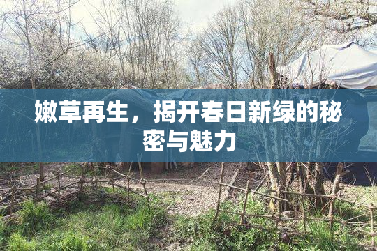 嫩草再生，揭开春日新绿的秘密与魅力