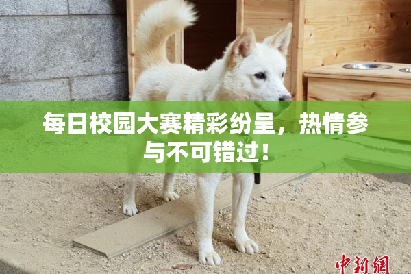 每日校园大赛精彩纷呈，热情参与不可错过！