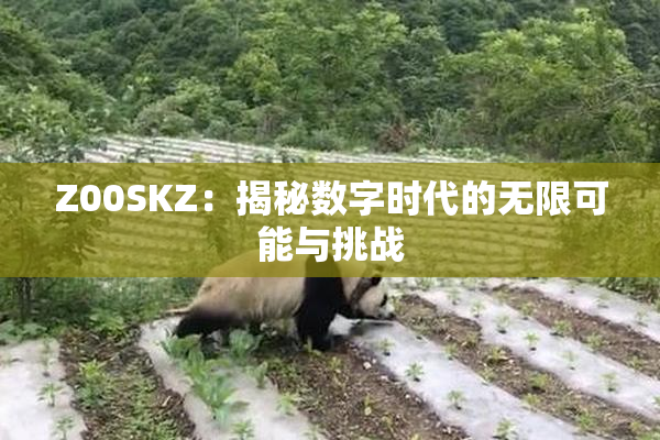 Z00SKZ：揭秘数字时代的无限可能与挑战