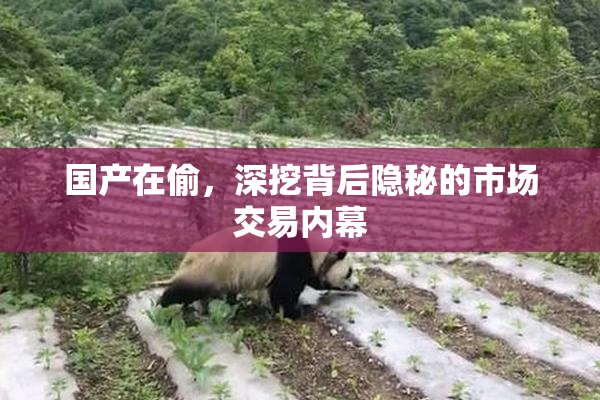 国产在偷，深挖背后隐秘的市场交易内幕