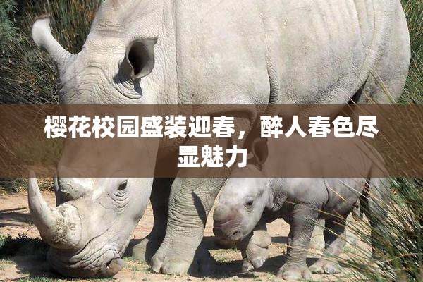樱花校园盛装迎春，醉人春色尽显魅力