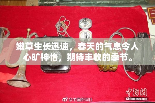 嫩草生长迅速，春天的气息令人心旷神怡，期待丰收的季节。