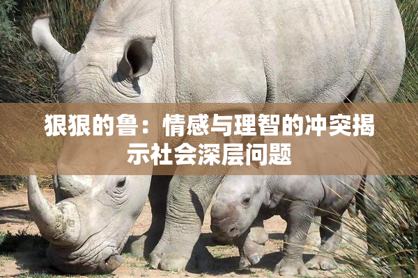 狠狠的鲁：情感与理智的冲突揭示社会深层问题