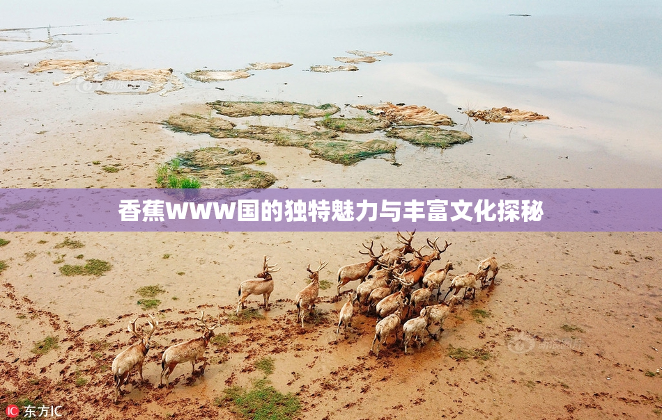 香蕉WWW国的独特魅力与丰富文化探秘
