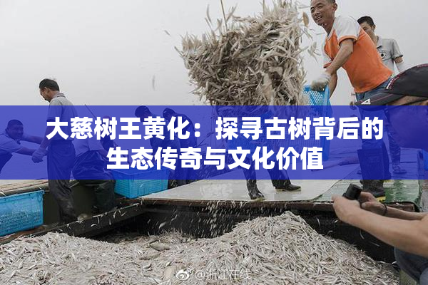 大慈树王黄化：探寻古树背后的生态传奇与文化价值