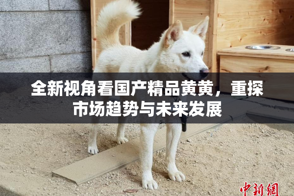 全新视角看国产精品黄黄，重探市场趋势与未来发展