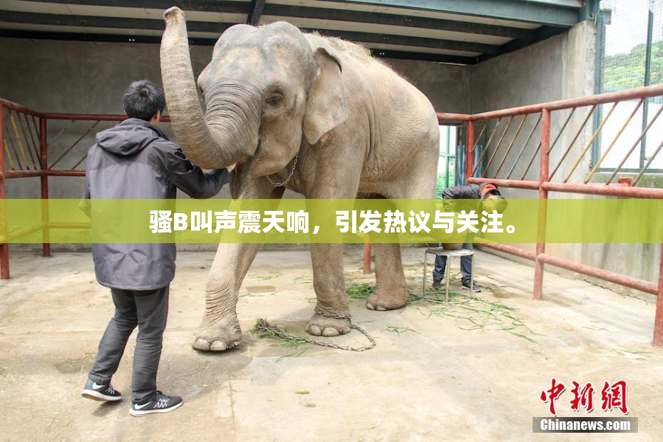 骚B叫声震天响，引发热议与关注。