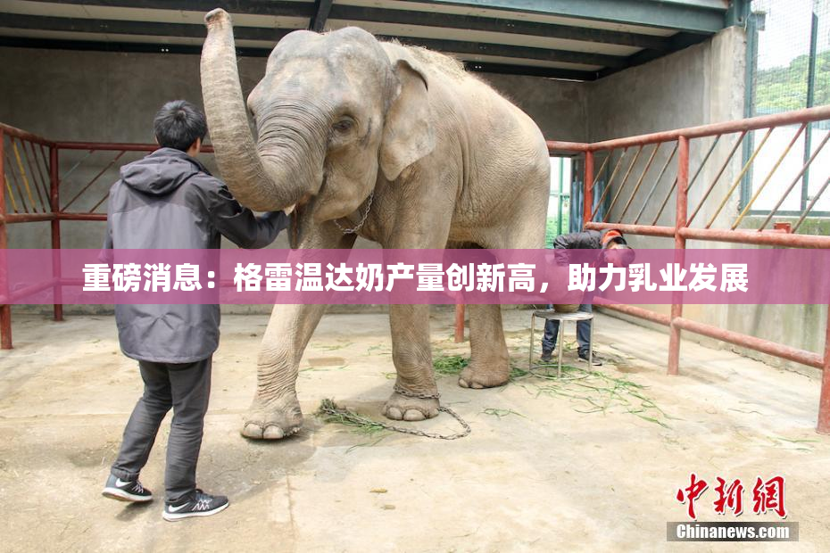 重磅消息：格雷温达奶产量创新高，助力乳业发展