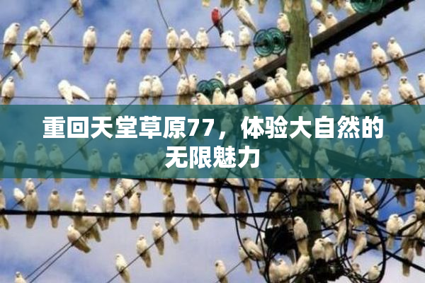 重回天堂草原77，体验大自然的无限魅力
