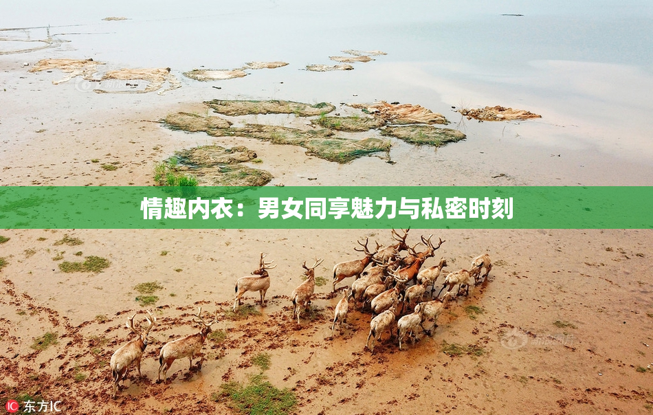 情趣内衣：男女同享魅力与私密时刻