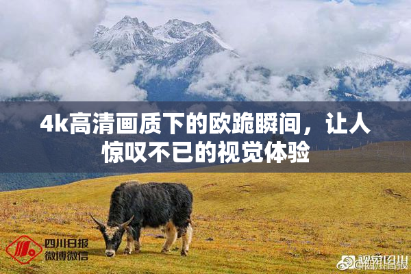 4k高清画质下的欧跪瞬间，让人惊叹不已的视觉体验