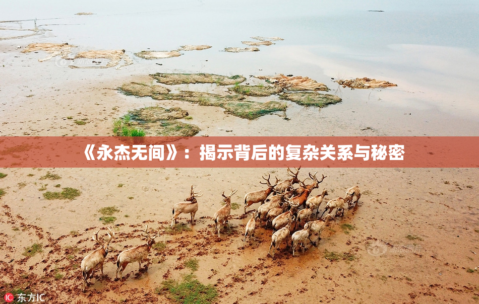 《永杰无间》：揭示背后的复杂关系与秘密