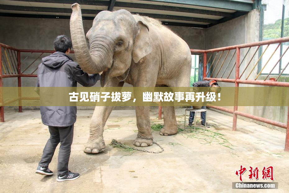 古见硝子拔萝，幽默故事再升级！