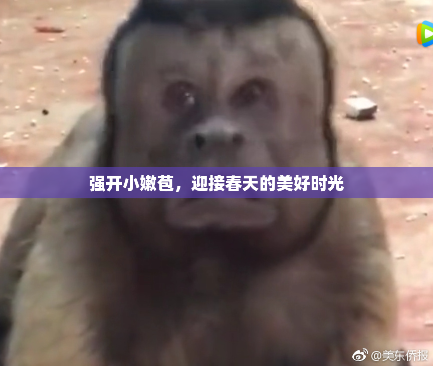 强开小嫩苞，迎接春天的美好时光