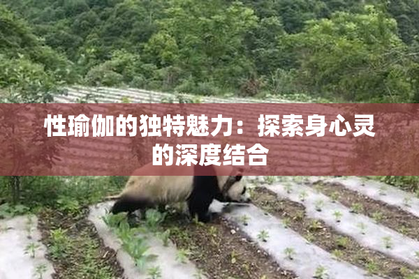 性瑜伽的独特魅力：探索身心灵的深度结合
