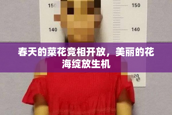 春天的菜花竞相开放，美丽的花海绽放生机