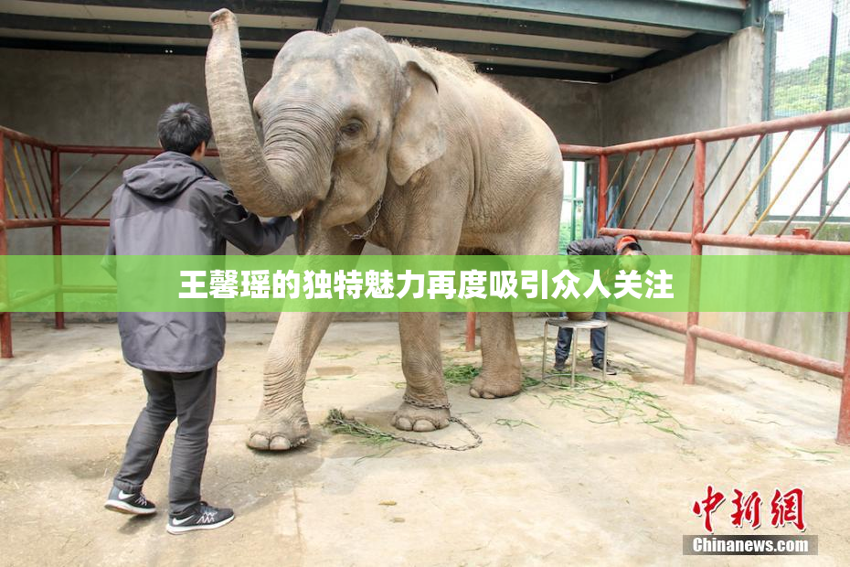 王馨瑶的独特魅力再度吸引众人关注