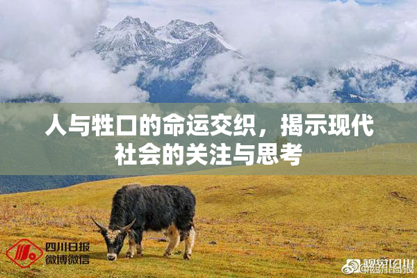 人与牲口的命运交织，揭示现代社会的关注与思考