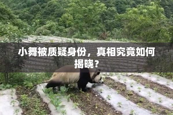 小舞被质疑身份，真相究竟如何揭晓？