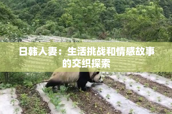 日韩人妻：生活挑战和情感故事的交织探索