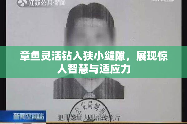 章鱼灵活钻入狭小缝隙，展现惊人智慧与适应力