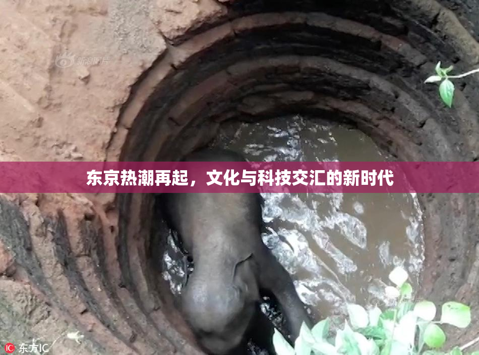 东京热潮再起，文化与科技交汇的新时代