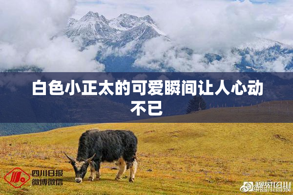 白色小正太的可爱瞬间让人心动不已