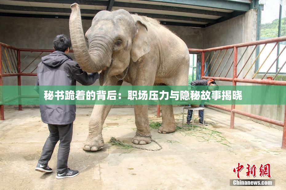 秘书跪着的背后：职场压力与隐秘故事揭晓
