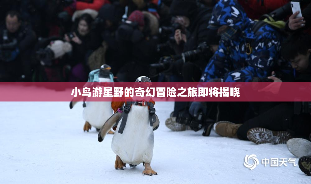 小鸟游星野的奇幻冒险之旅即将揭晓