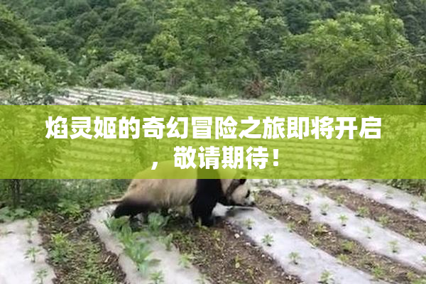 焰灵姬的奇幻冒险之旅即将开启，敬请期待！