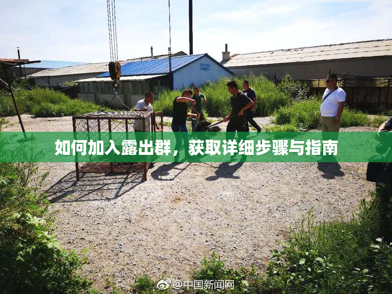 如何加入露出群，获取详细步骤与指南