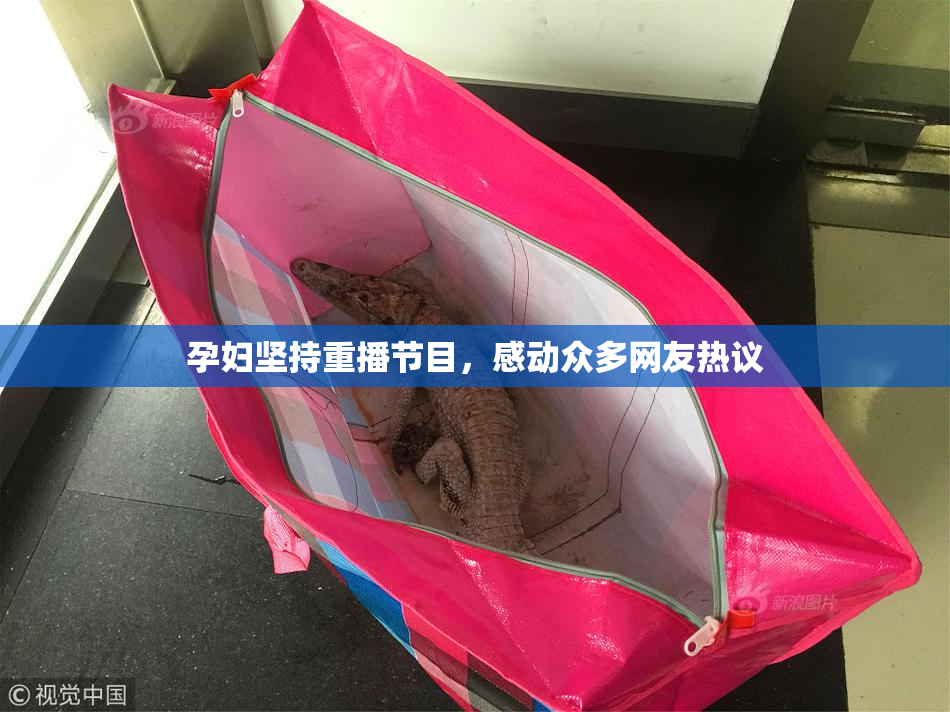 孕妇坚持重播节目，感动众多网友热议