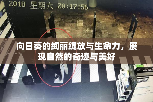 向日葵的绚丽绽放与生命力，展现自然的奇迹与美好