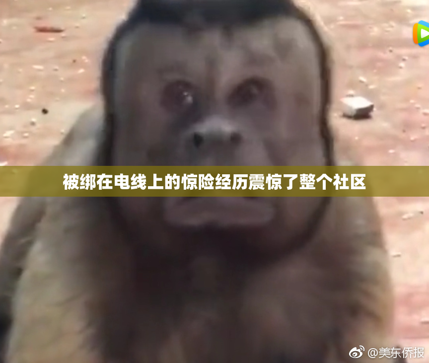 被绑在电线上的惊险经历震惊了整个社区