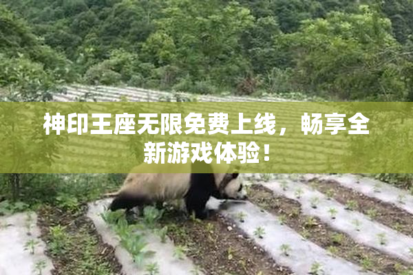 神印王座无限免费上线，畅享全新游戏体验！