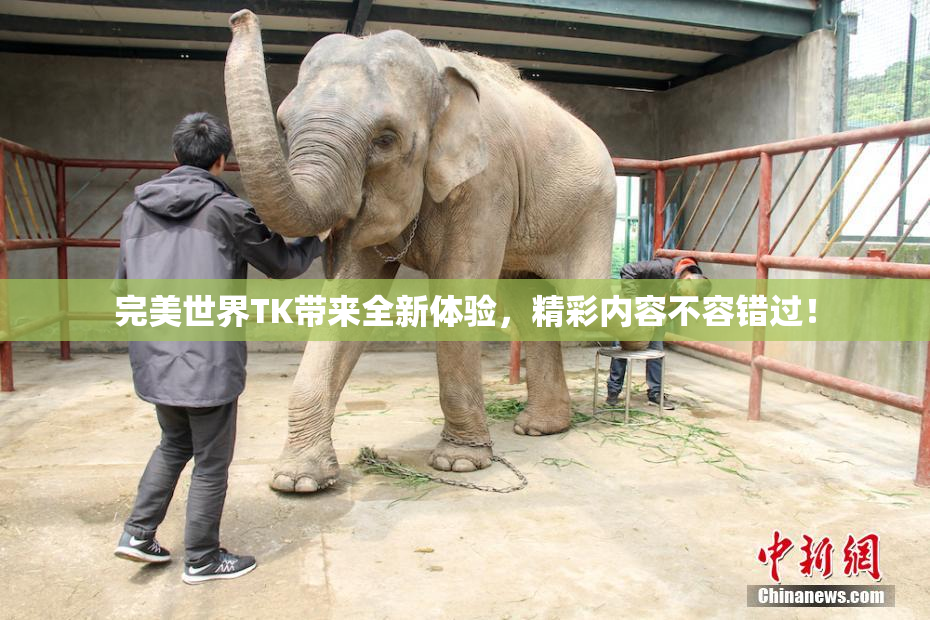 完美世界TK带来全新体验，精彩内容不容错过！