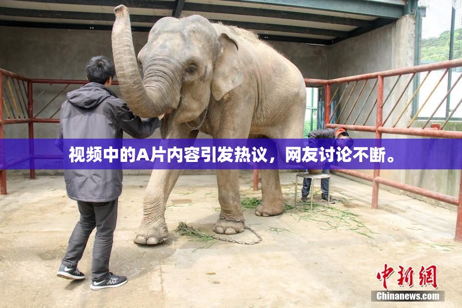视频中的A片内容引发热议，网友讨论不断。