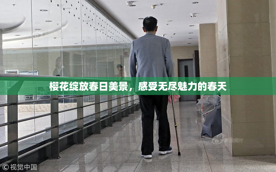 樱花绽放春日美景，感受无尽魅力的春天